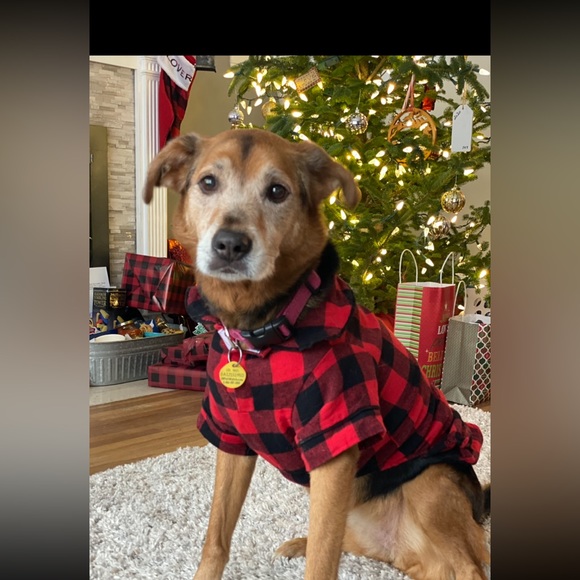 ❤️🖤Medium dog red and black buffalo plaid Christmas pajamas - Picture 1 of 6